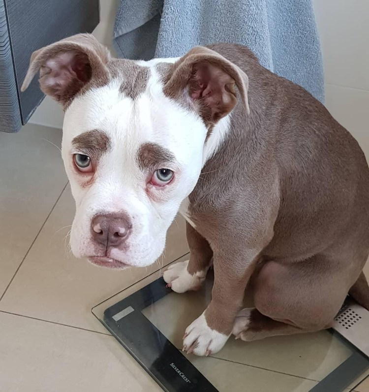 Бигль мордочка