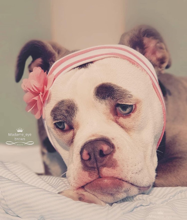 Грустная ши тцу