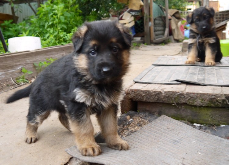 Щенок немецкой овчарки 1 месяц