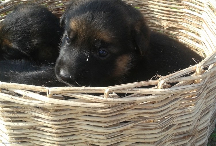 Щенок немецкой овчарки 1 месяц