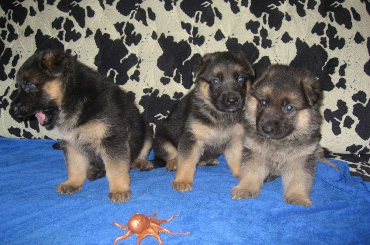 1.5 Месячный щенок овчарки