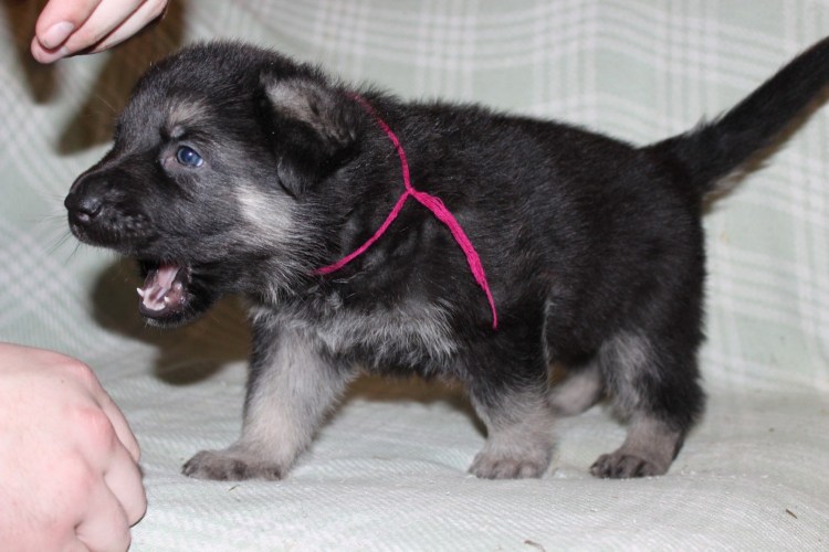 Щенки немецкой овчарки 1мес