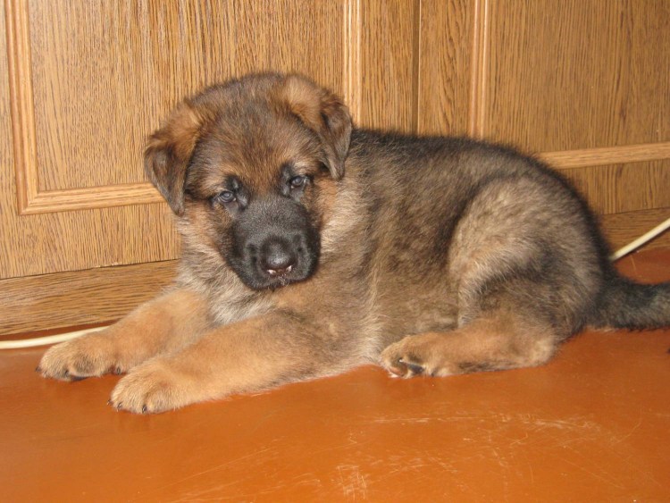 Щенки немецкой овчарки чепрачного окраса 1 месяц