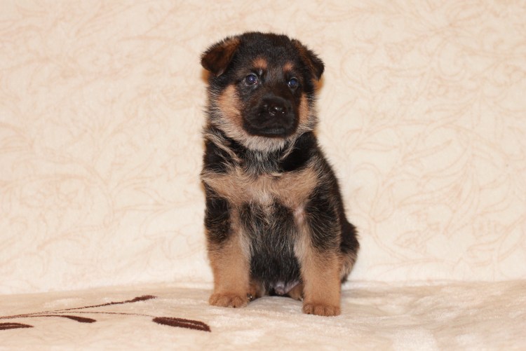 Немецкая овчарка щенок 1-2 месяца