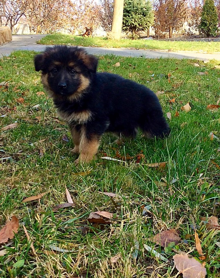 Восточно европейская овчарка щенок 1.5