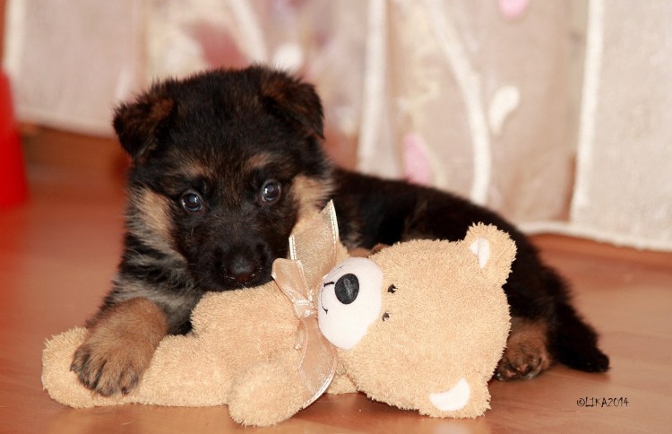 Щенок немецкой овчарки 1 месяц