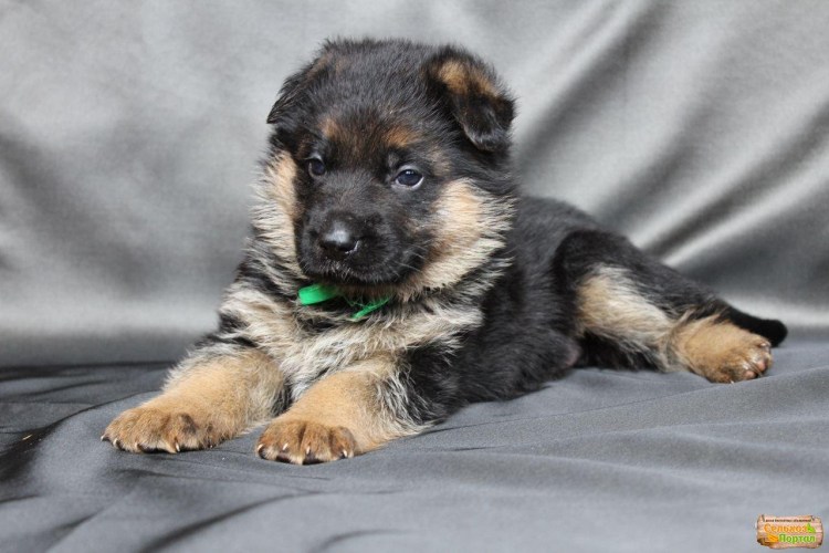 Щенки немецкой овчарки 1мес