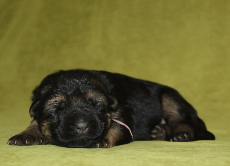 Месячный щенок немецкой овчарки фото