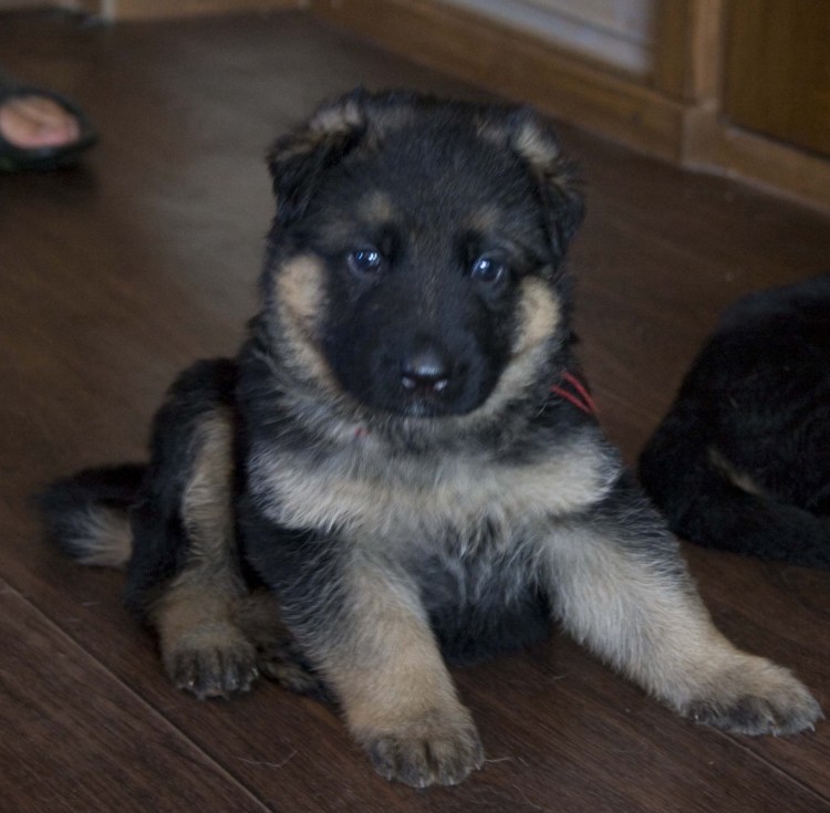 Щенки в Заринске