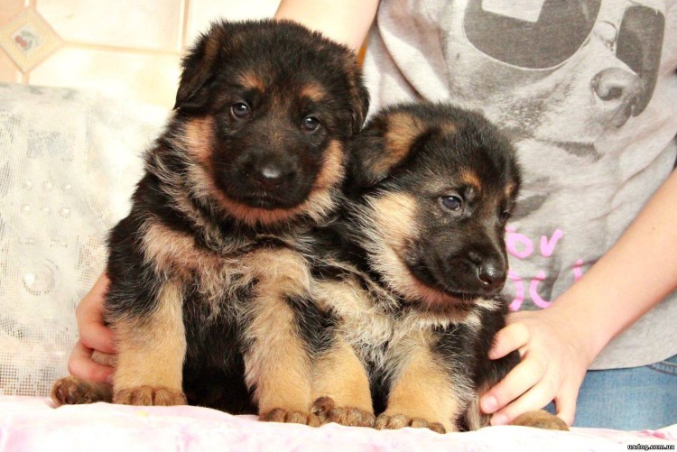 Щенки немецкой овчарки 1мес