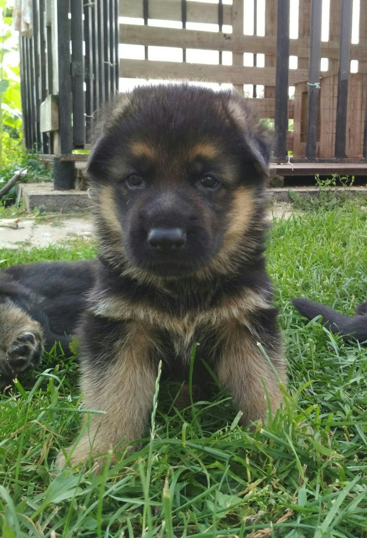 Щенок немецкой овчарки 1 месяц