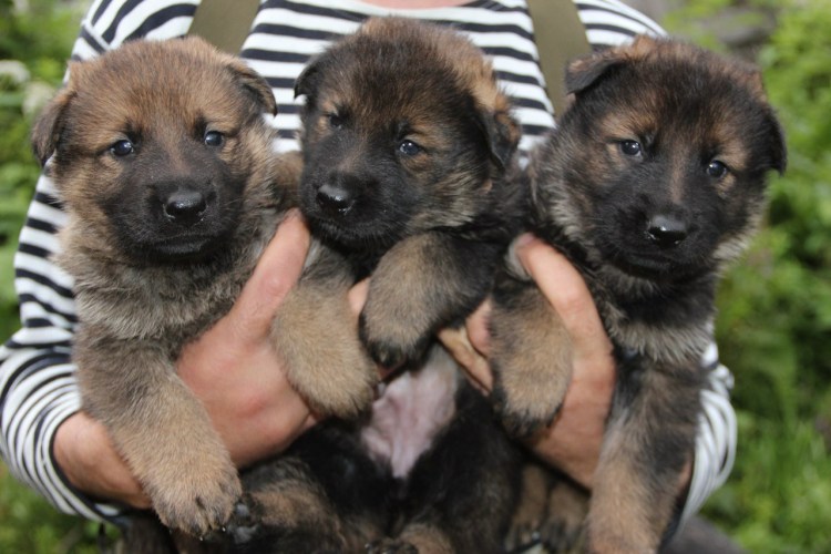 Щенки немецкой овчарки 1.5 месяца