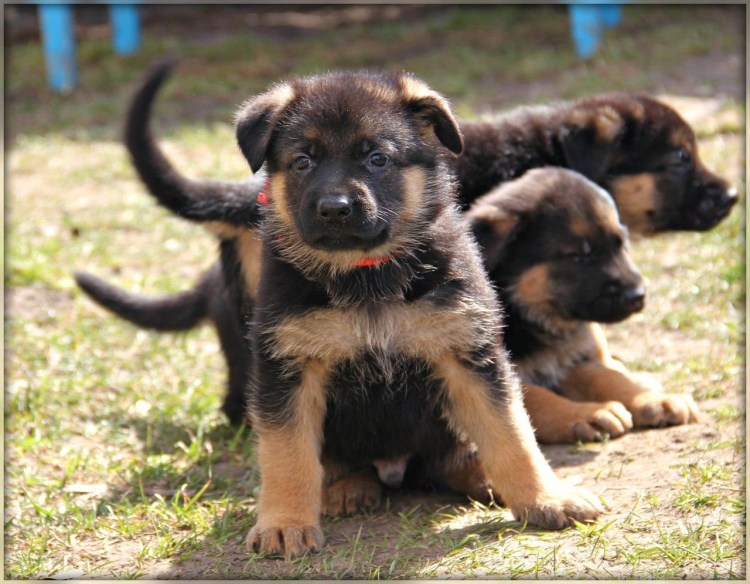 Щенок немецкой овчарки 1 месяц