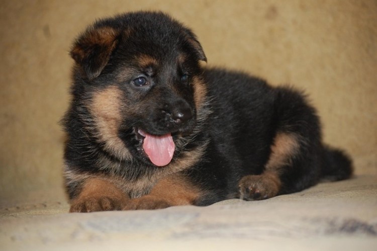Немецкая овчарка 1 месяц