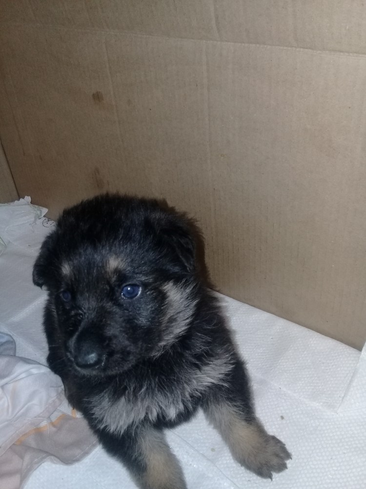 Месячный щенок овчарки