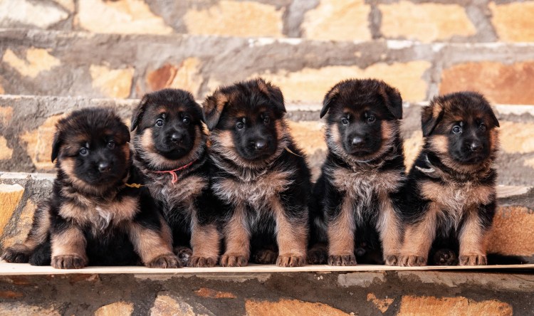 Крашская овчарка щенок