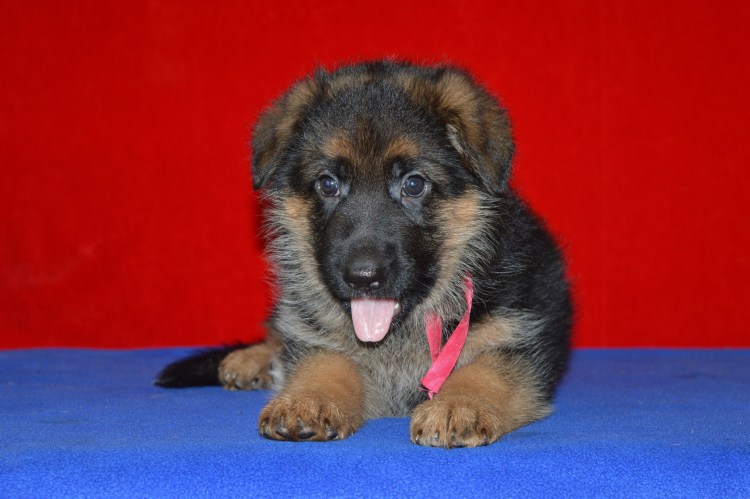 Щенок немецкой овчарки 1 ме
