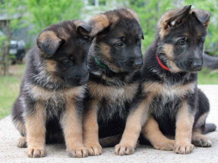 Немецкая овчарка 1 месяц