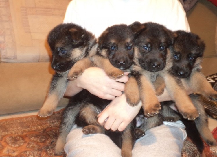 Щенок восточноевропейской овчарки 1 год