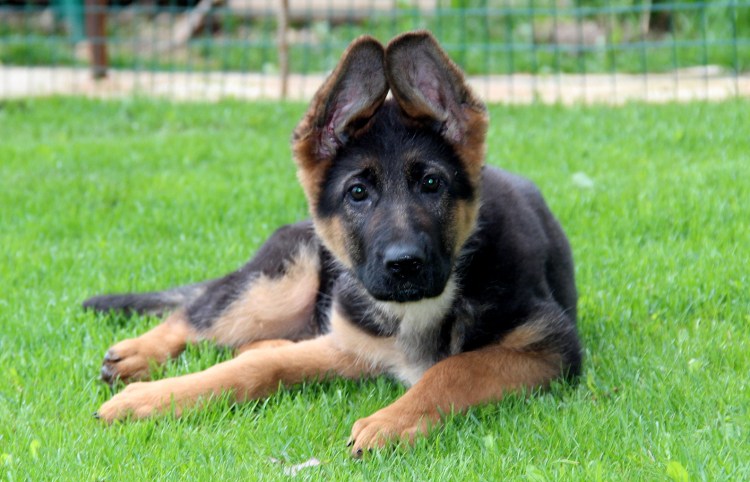 Щенок немецкой овчарки 2 месяца