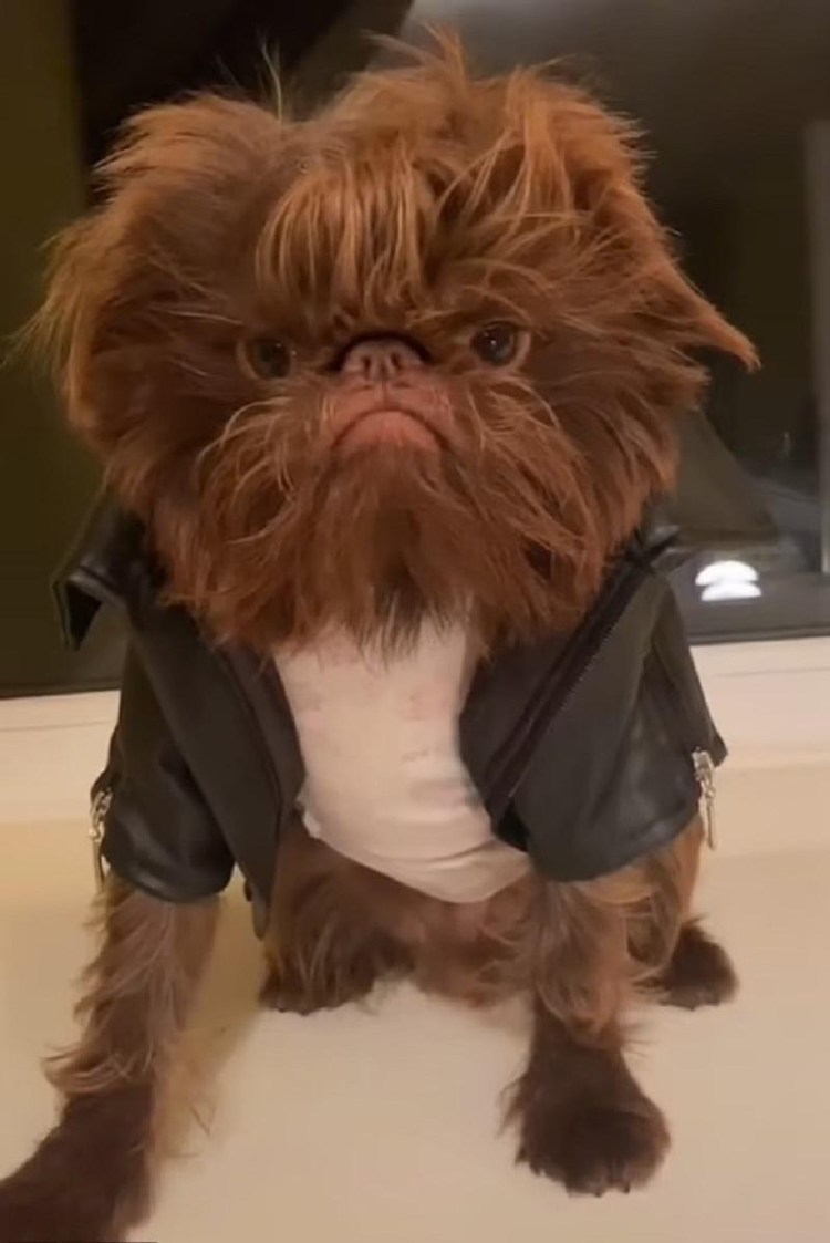 Собака Гремлин