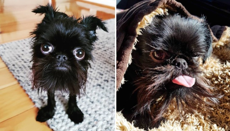 Бельгийский гриффон собака кальмар