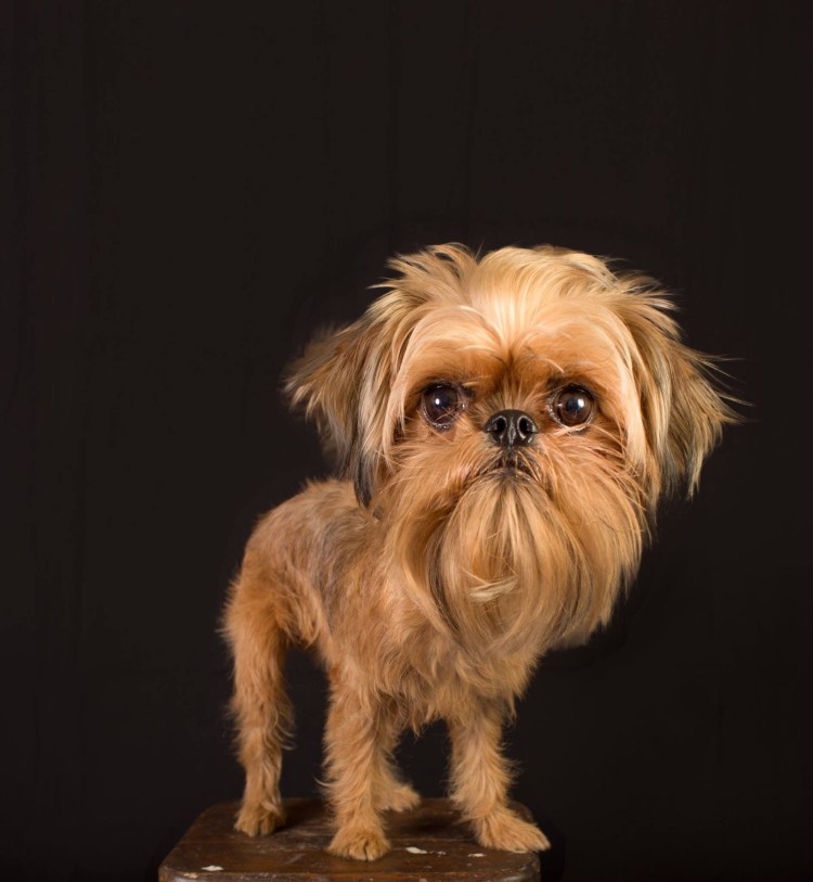 Брюссельский терьер