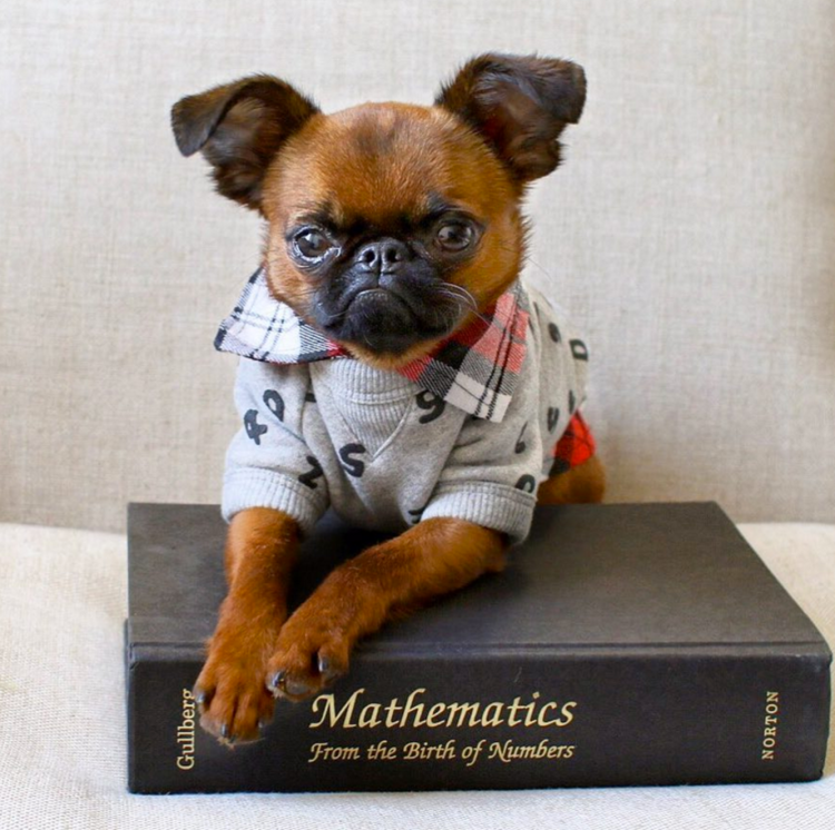 Маленькая собачка похож на гримлина