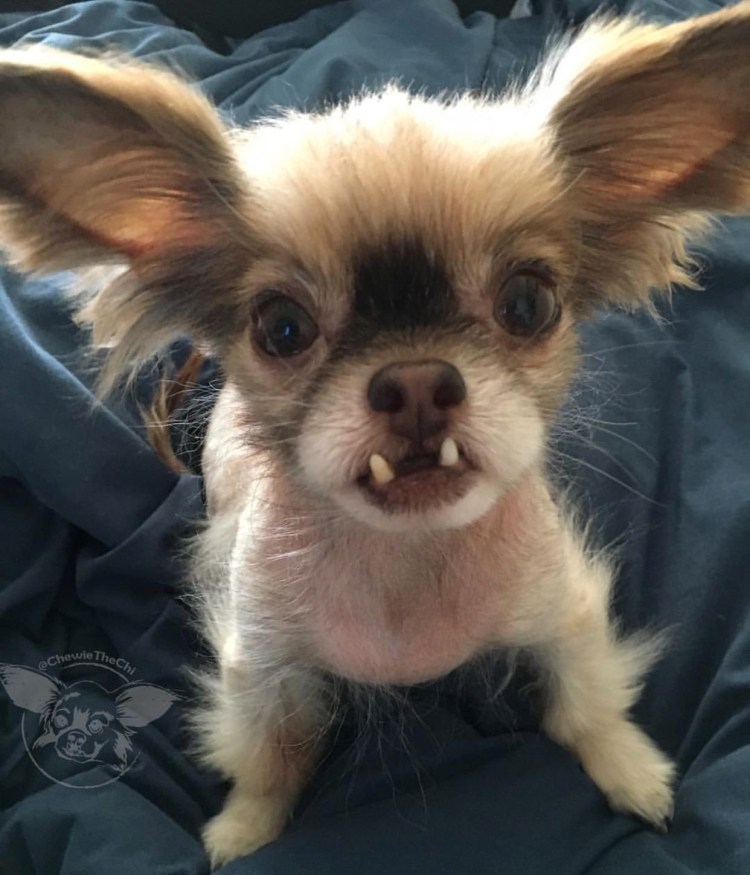 Чихуа Хуа волосатая