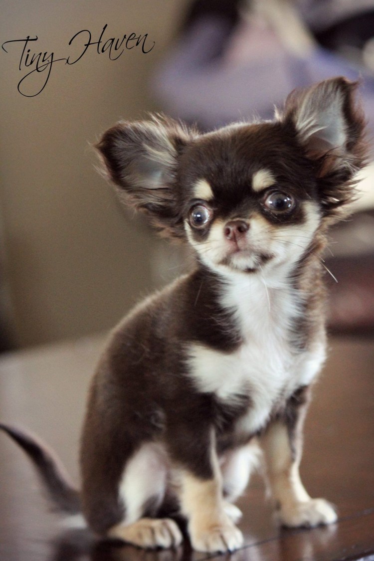 Чихуахуа ЮМИЧУ