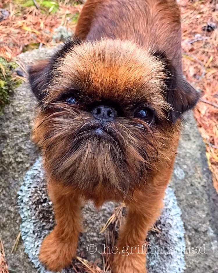 Брюссельский гриффон