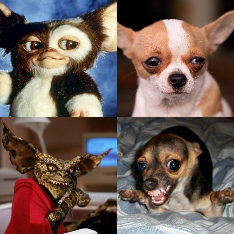 Выкройка Гизмо Магвай