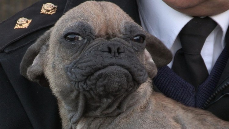 Гизмо и грогу