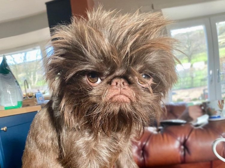 Собака Гремлин