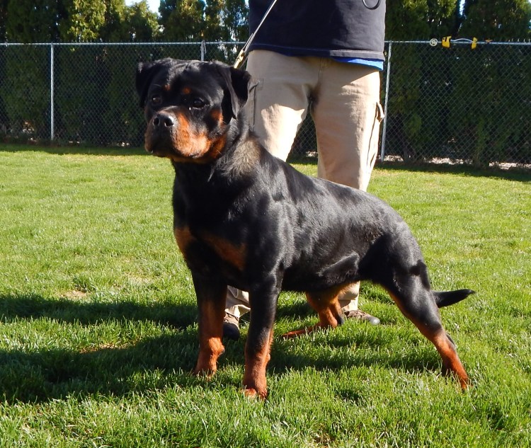 Некупированный ротвейлер