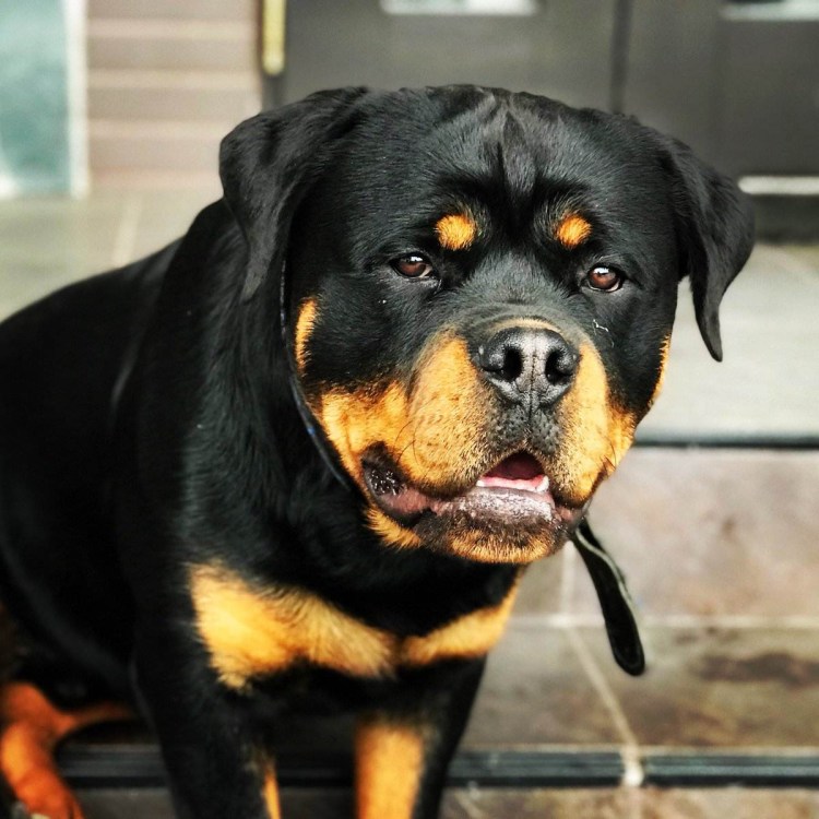 Ротвейлер Эстетика
