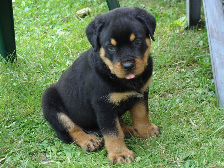 Собака мини ротвейлер