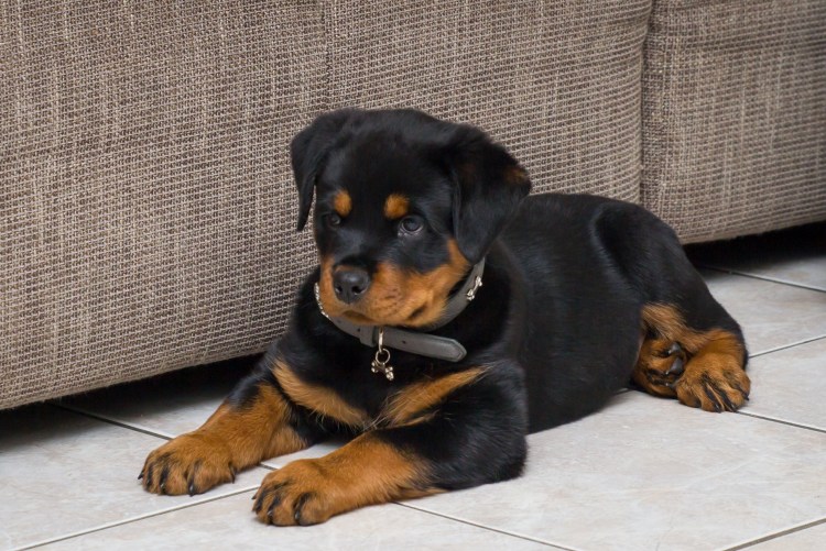 Собака ротвейлер карликовый