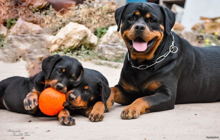 Мини ротвейлер карликовый