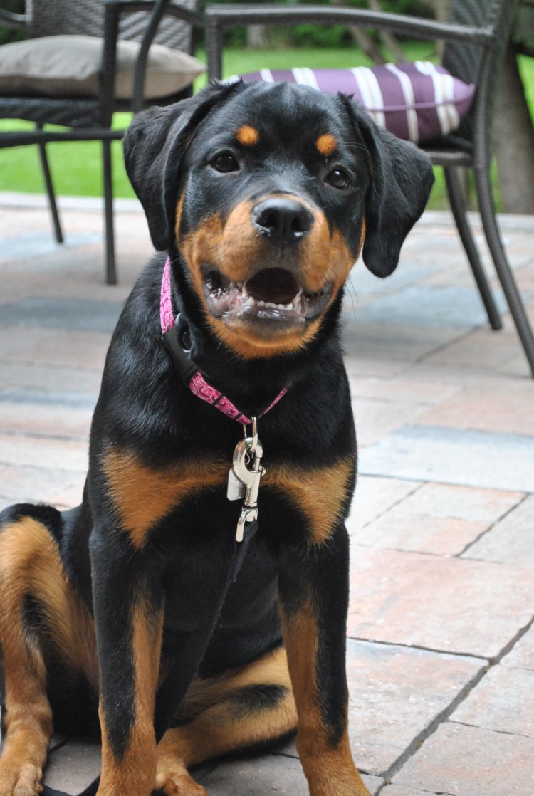 Мини ротвейлер порода