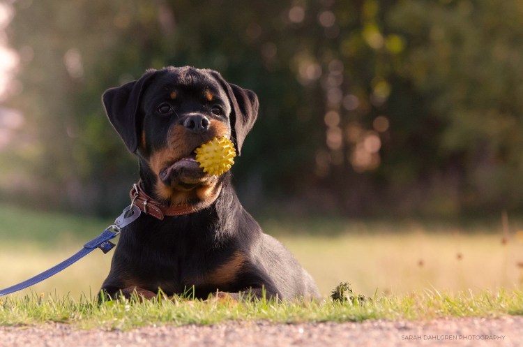 Карликовый ротвейлер