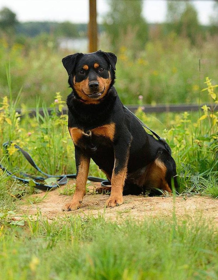 Карликовый ротвейлер