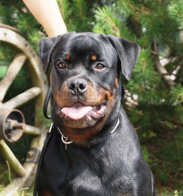 Собака ротвейлер карликовый