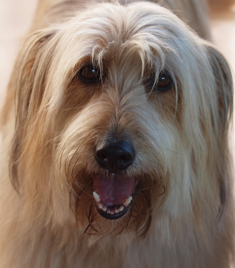 Бриар порода собак фото