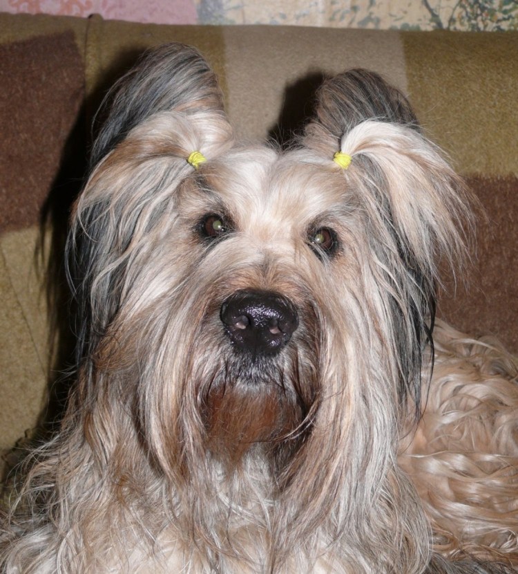 Чихуахуа в парике