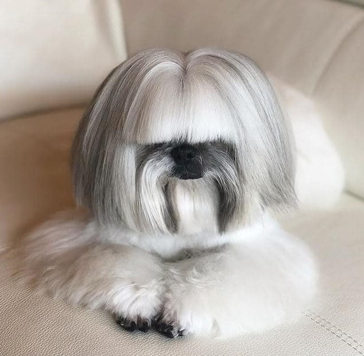 Ризеншнауцер Миттельшнауцер Цвергшнауцер