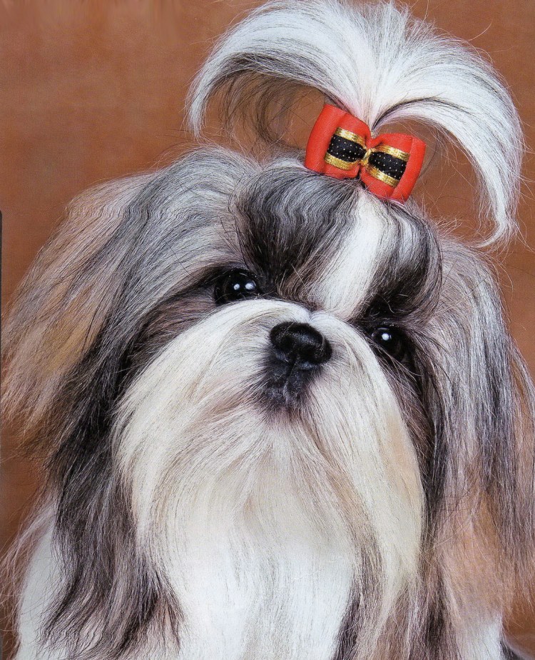 Скай терьер карликовый