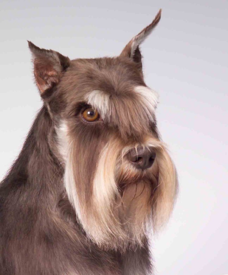 Миттельшнауцер коричневый