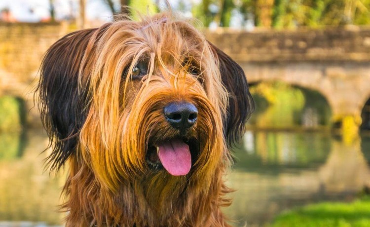 Овчарка Бриар