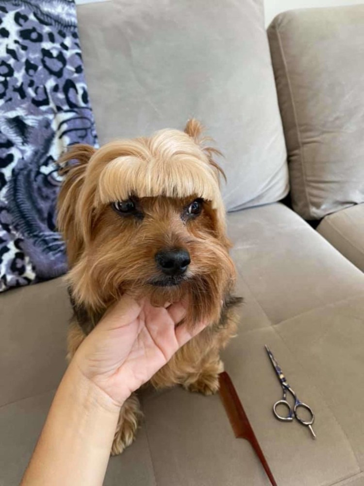 Ши-тцу собака черная